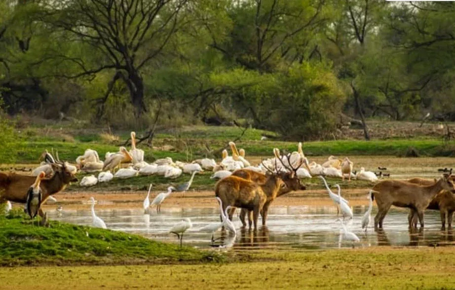 Mount Abu Wildlife Sanctuary, Mount Abu — near Guru Shikhar Heights